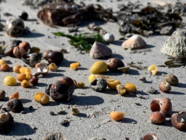 Get Curious on the Shore